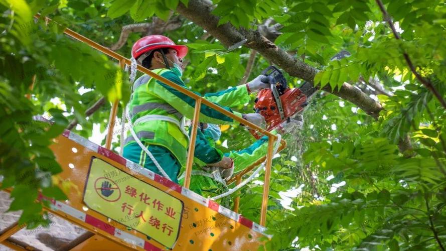 花坛遭践踏、树木遭悲剧修剪！风景园林管理难题引关注