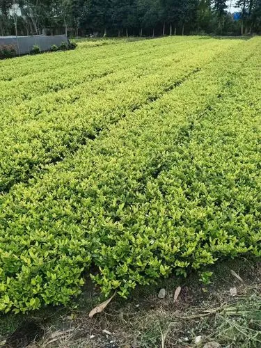 花诉园林景观设计